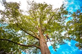 Best Lawn Pest Prevention  in Mattydale, NY