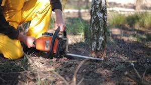 Best Arborist Consultation Services  in Mattydale, NY