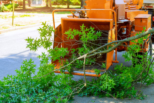 Best Lawn Irrigation Installation and Maintenance  in Mattydale, NY