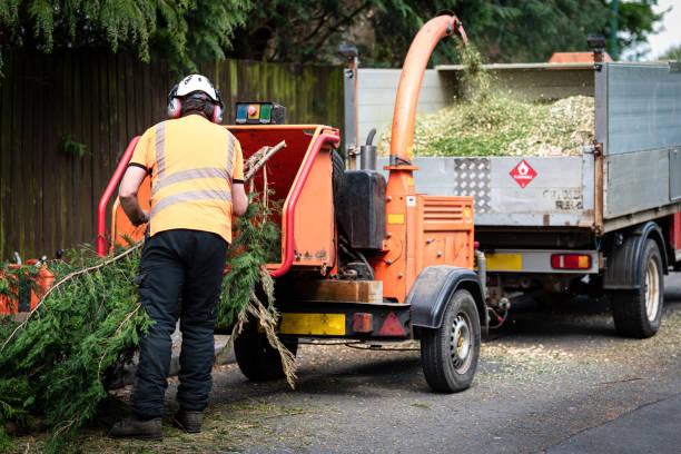 Best Tree Health Inspection  in Mattydale, NY