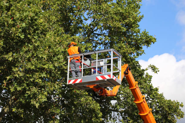 Best Storm Damage Tree Cleanup  in Mattydale, NY