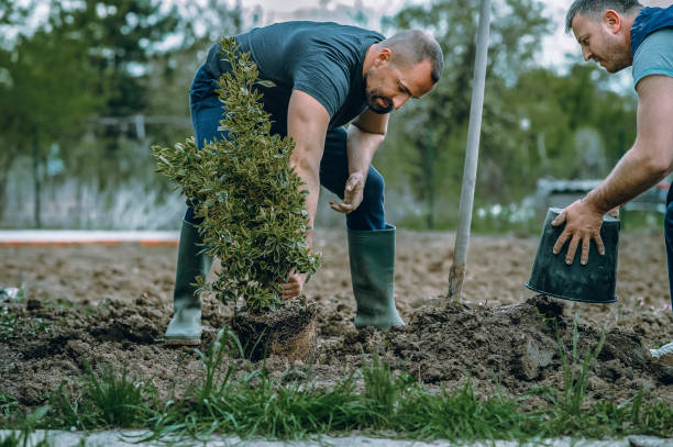 Best Lawn Disease Treatment  in Mattydale, NY