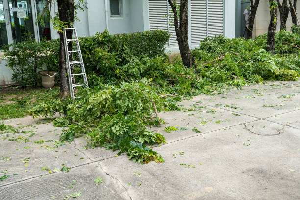 Best Organic Lawn Care Solutions  in Mattydale, NY