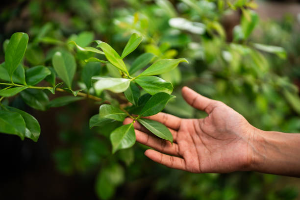 Best Tree Trimming and Pruning  in Mattydale, NY
