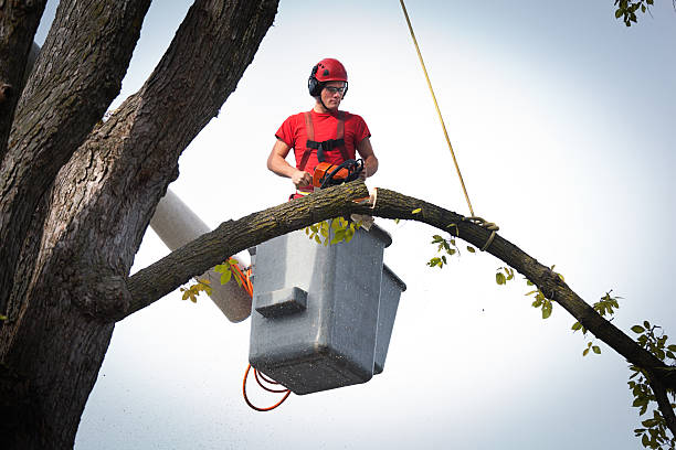Best Tree Planting  in Mattydale, NY