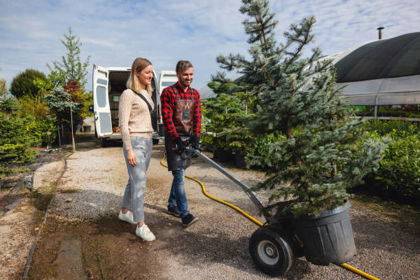 Best Tree Cabling and Bracing  in Mattydale, NY