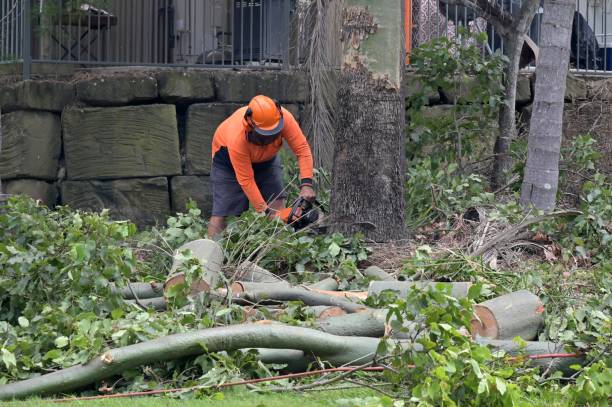 Best Tree Removal  in Mattydale, NY