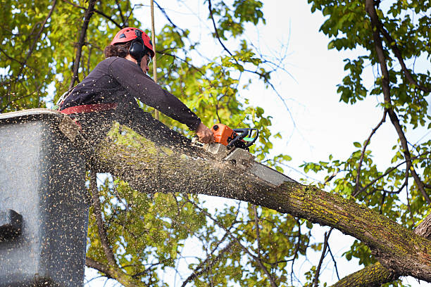 Best Leaf Removal  in Mattydale, NY